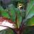 Closing Nursery low price plants Open 9-5 in Capitola 8 thumbnail
