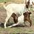 Boer Goat Buckling 1 thumbnail