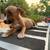 Rehoming Pitbull puppies 4 thumbnail