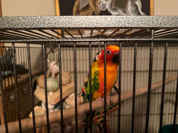 Conures solares (San Luis)565454867698165768