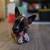 Rehousing Male Terrier Mix puppy + Supplies 3 thumbnail