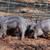 Mangalitsa Piglets 13 thumbnail