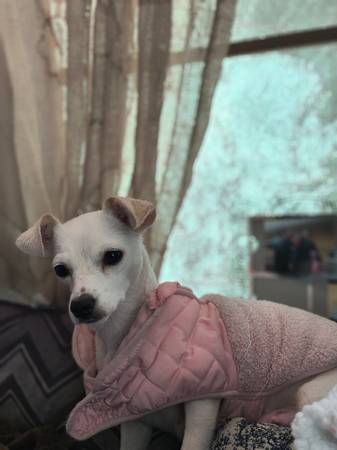 Chihuahua dulce gratis (ciudad de Texas)63386726655873122