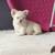 Frenchies frenchies frenchies 4 thumbnail