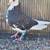Roller pigeons 5 thumbnail