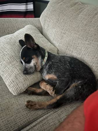 Cachorra Hembra Blue Heeler (Atlanta)63881506358401120