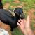 ADGA Nigerian Dwarf Goat- Doe - Blue eyes 3 thumbnail