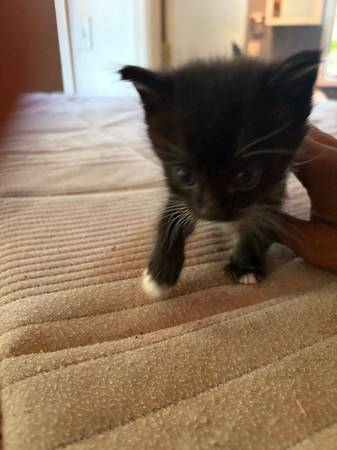 Kittens de 7 semanas562296639634821121