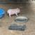 Mini pigs 7 thumbnail