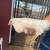 Chickens 7 thumbnail