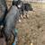registered Meishan piglets 4 thumbnail