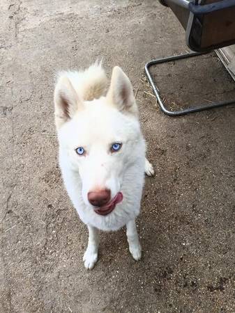 Husky blanco gratis63844236986241120