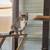 Male tabby young cat 🐈 2 thumbnail