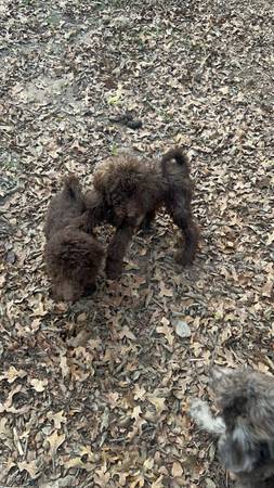 Small standard goldendoodles 1