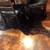 Cowhide Rugs 2 thumbnail