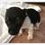 Rat Terriers 4 thumbnail