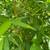 Bamboo 4 thumbnail