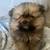 Pomeranian puppy 9 thumbnail