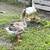Emus geese 4 thumbnail