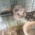 Bunnies 1 thumbnail