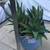 A pot of tiger tooth aloe succulents 3 thumbnail