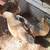 Various hens/gallinas 4 thumbnail