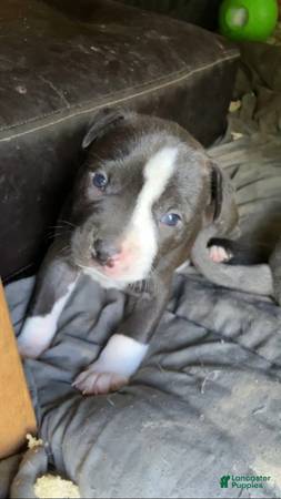 PITBULL 1