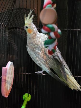 Pearl Female Cockatiel 1
