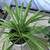 Spider plant, Flap Jack, Zebra Plant, and jade in white plastic flower 4 thumbnail