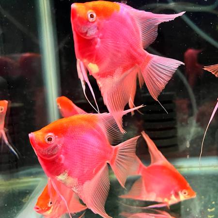 Angelfish 1