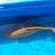 Dainichi chagoi brown Japanese koi 7 thumbnail