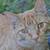 Torti cat, and orange tabby male 7 thumbnail