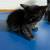 kittens 6 thumbnail