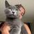 rehoming cat 3 thumbnail