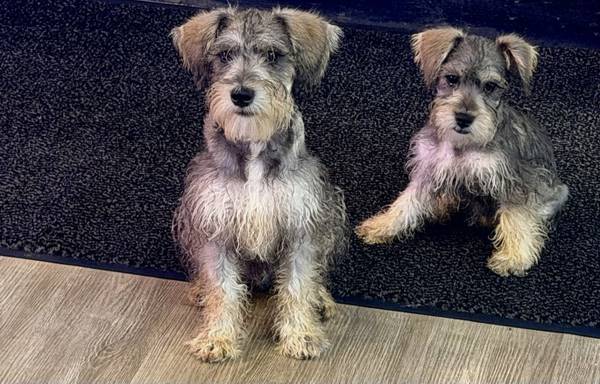 Mini schnauzer poodles 1