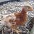 Almost Pullets 1 thumbnail