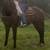 Sweet gelding 1 thumbnail