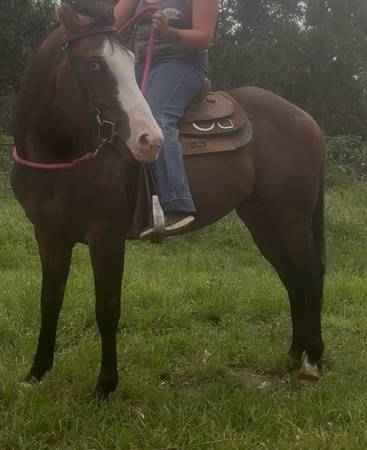 Sweet gelding 1