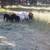 Starter sheep flock, gentle ram 6 thumbnail