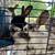 Rabbits 8 thumbnail