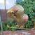 Pair of Brass and Copper Sergio Bustamante Parrots 12 thumbnail