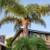 CASH TO trim many trees, palm, large shrub, few homes, weed  Wack rear 1 thumbnail