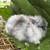 Dwarf Double Mane Lionhead Bunny - Magpie doe 8 thumbnail