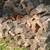 Fireplace wood 1 thumbnail