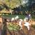 Boer goats 2 thumbnail