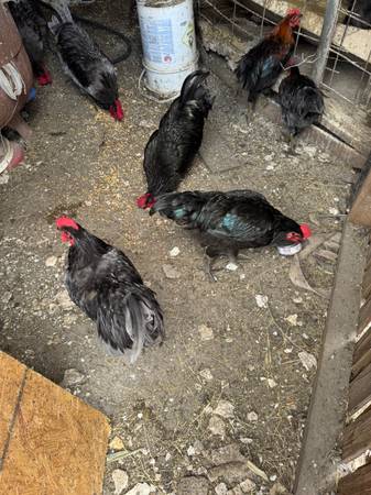 Roosters 1