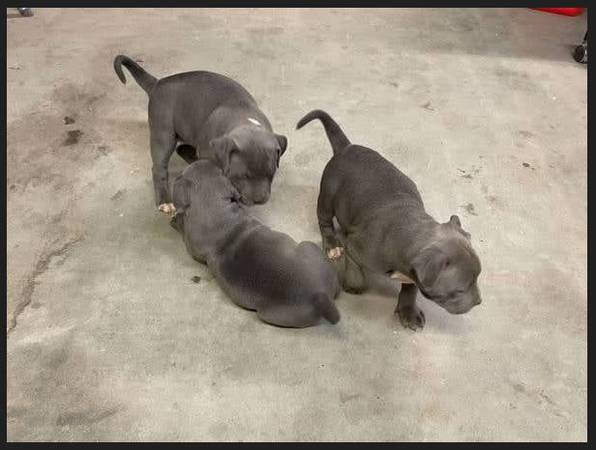 puppyyyy 1