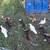 Muskovy Ducks 3 thumbnail