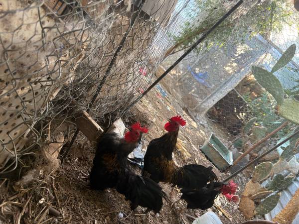 Roosters 1