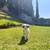 Male Australian Shepherd AKC CERTIFIED 6 thumbnail